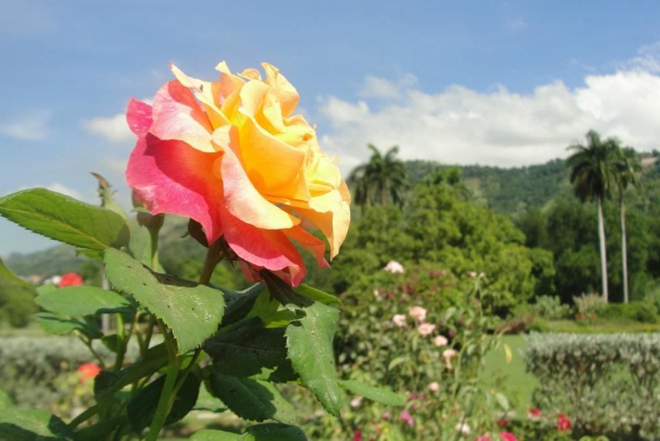 What are the Best Romantic Dates to Enjoy in Jamaica